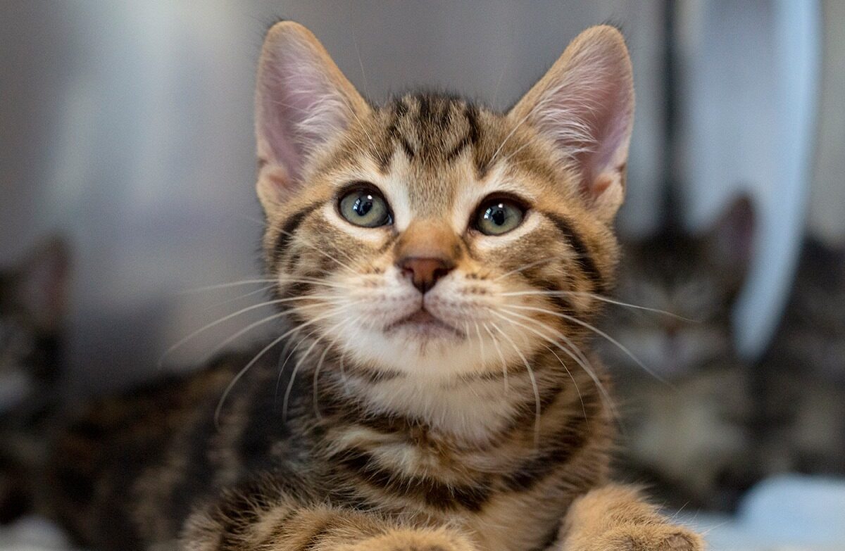 LowCost Veterinary Appointments Pet Pantry of Lancaster, PA