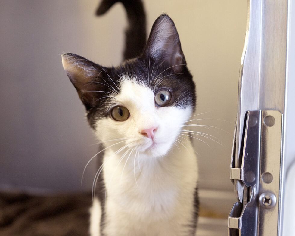 LowCost Veterinary Appointments Pet Pantry of Lancaster, PA