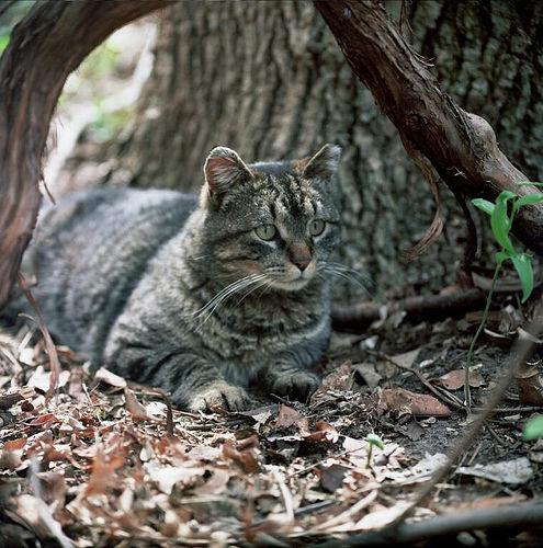 Feral Cat Trapping - Porter Pet Hospital