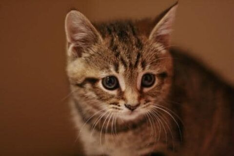 Surrender Information | Pet Pantry Lancaster