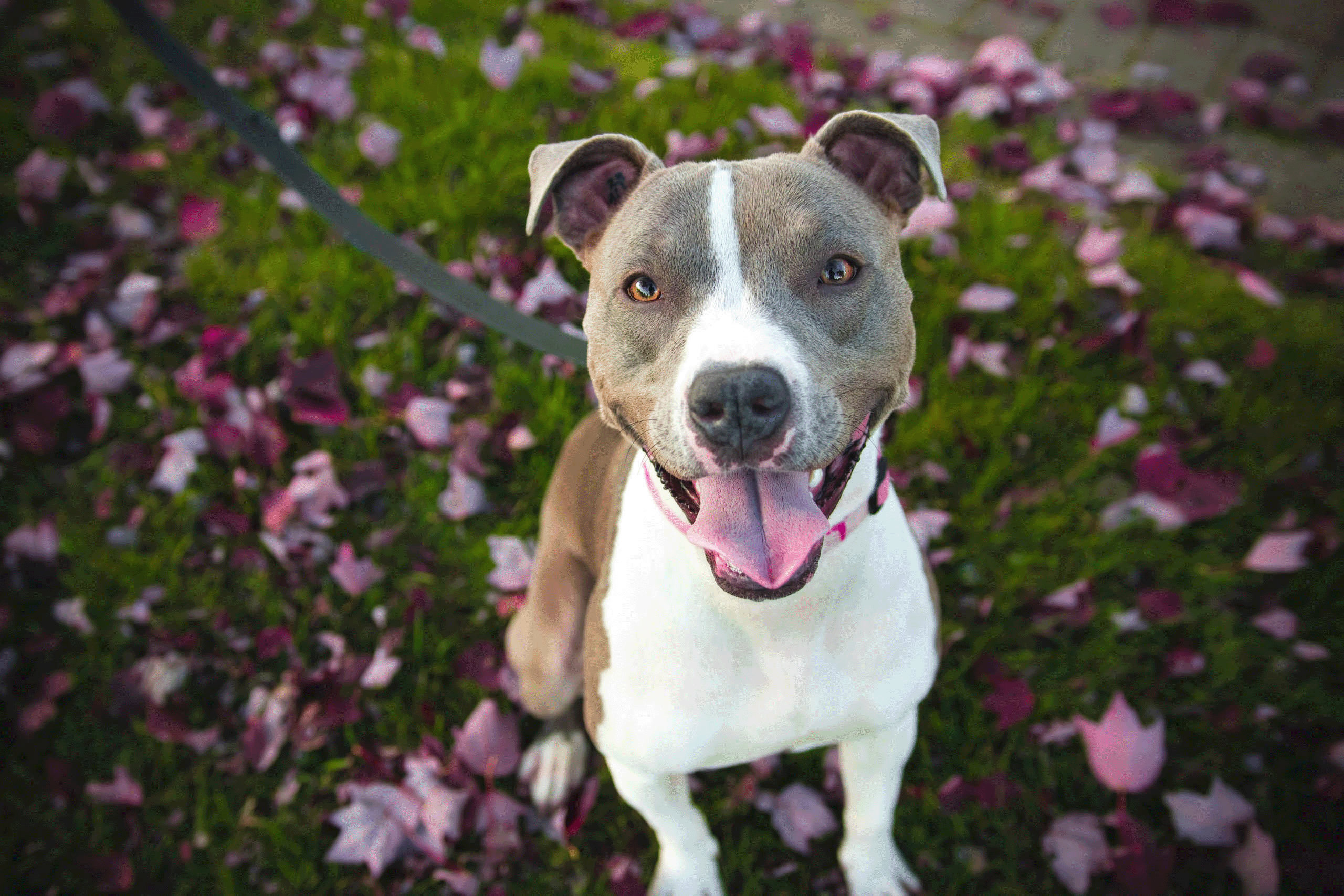 smiling dog