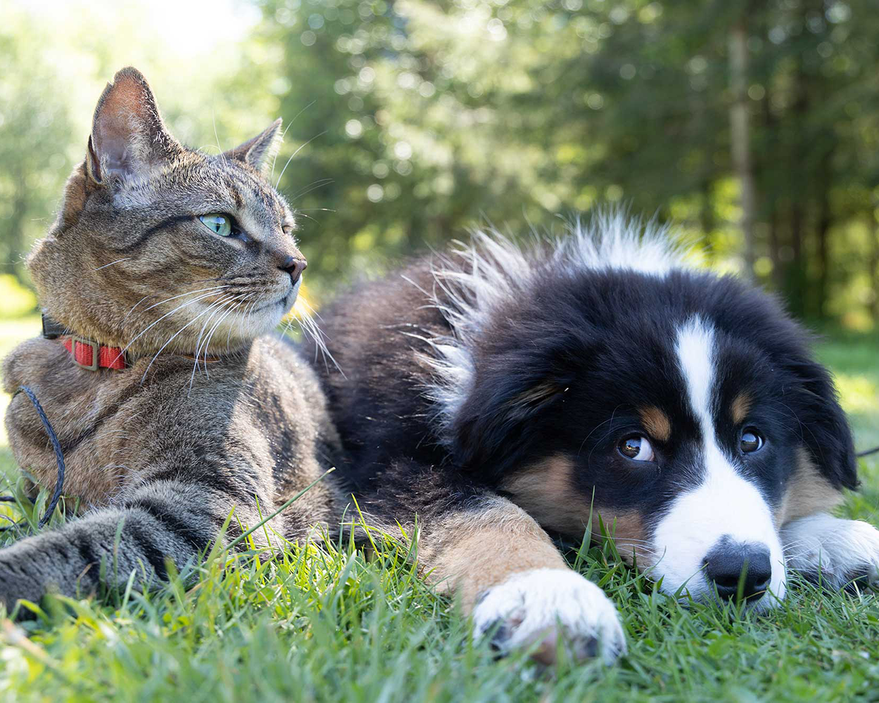 Pet Pantry of Lancaster County Spring Yard Sale event