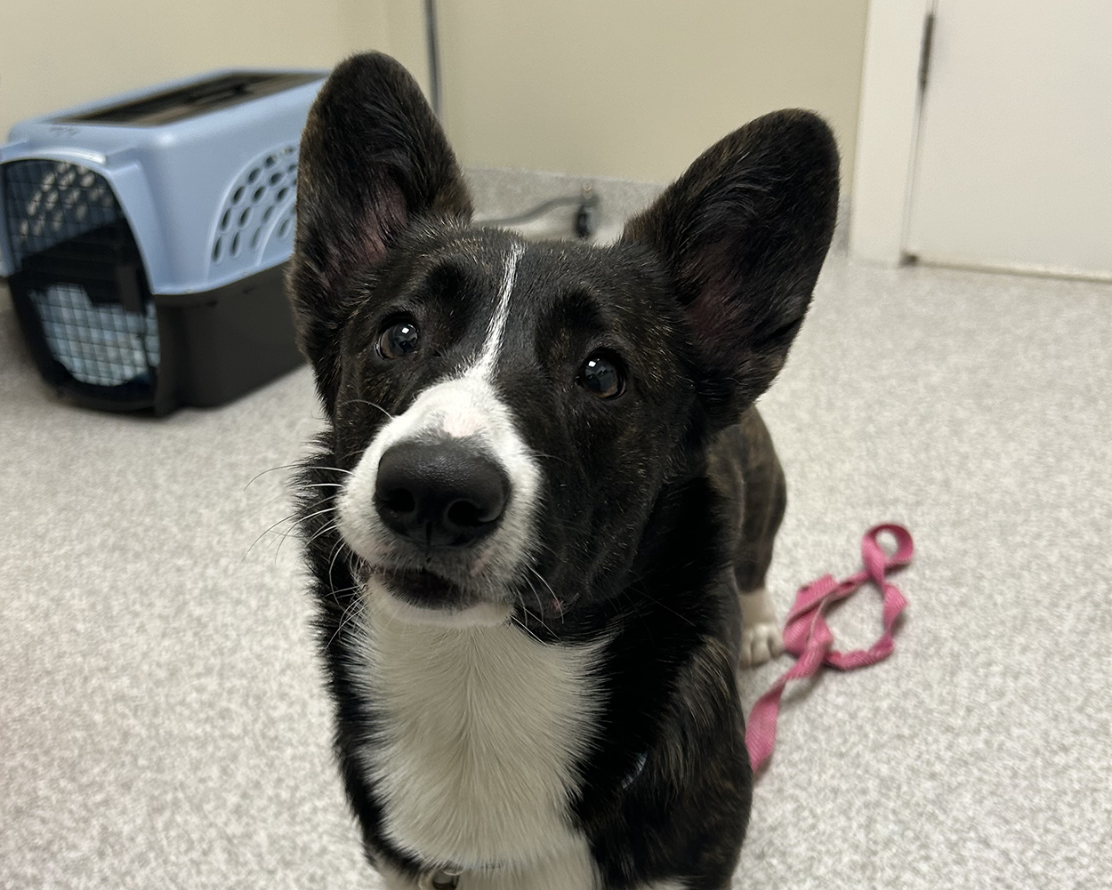 pp-surrender-copy-dog